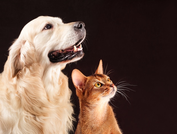 Cat and dog, abyssinian kitten , golden retriever looks at right